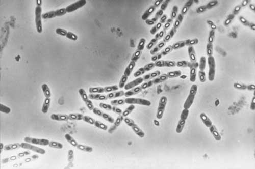 Bacillus thuringiensis